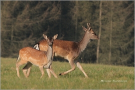 <p>DANĚK SKVRNITÝ (Dama dama) Šluknovsko - Harta /Fallow deer - Damhirsch/</p>